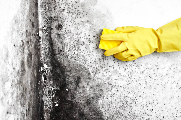 Best Mold Damage Restoration  in Duluth, WA