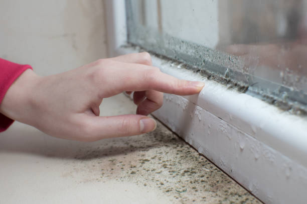 Best Black Mold Removal  in Duluth, WA