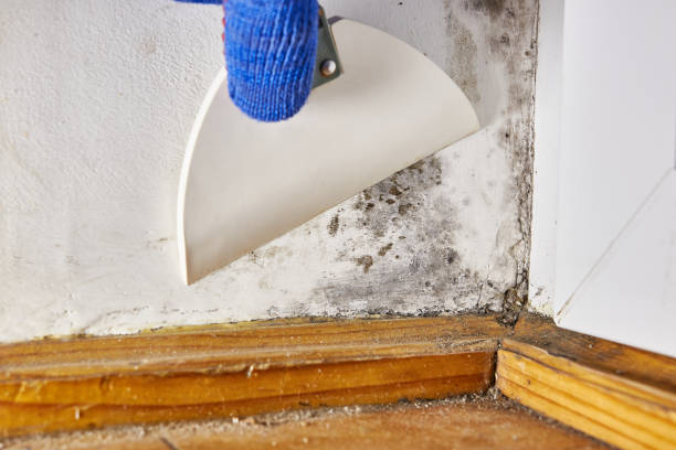 Asbestos and Lead Testing During Mold Inspection in Duluth, WA