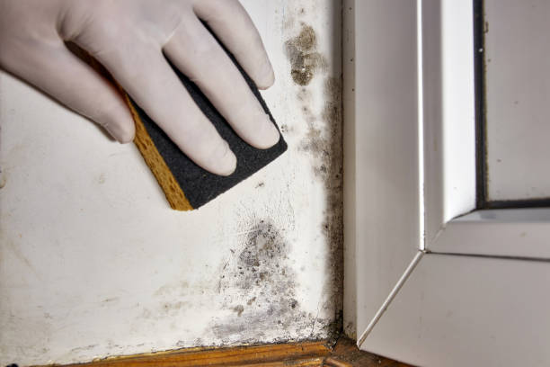 Best Water Damage & Mold Remediation  in Duluth, WA